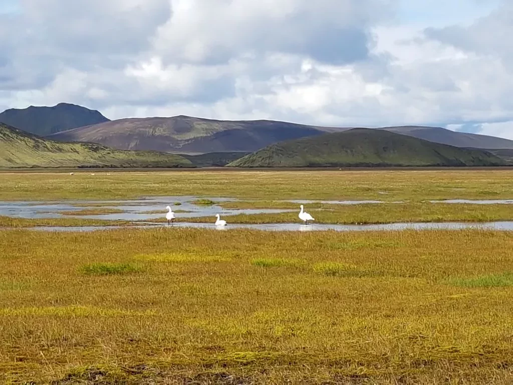 media-libraryk894vh5iter03AkYWwp