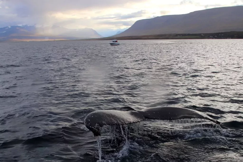 media-libraryg7iur03bpdnieQW9tyn