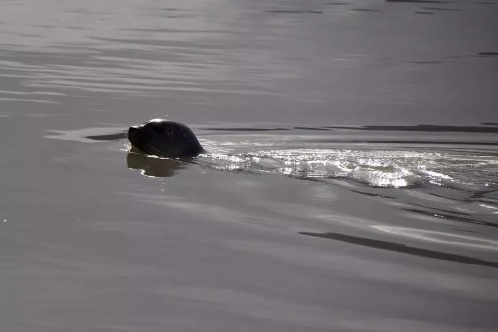 media-libraryofsmloco4saa3BO9CLp