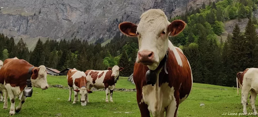 media-librarynsnbd85p9nkpa9HvJxl