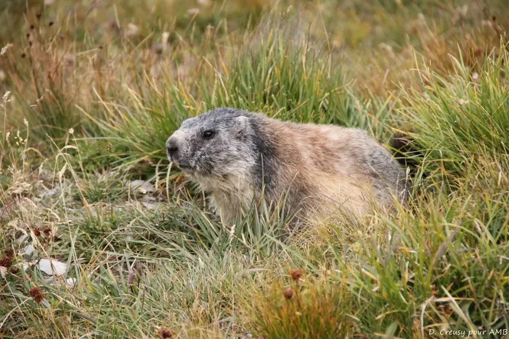 media-librarym3bk68vav20gb5IJWzl