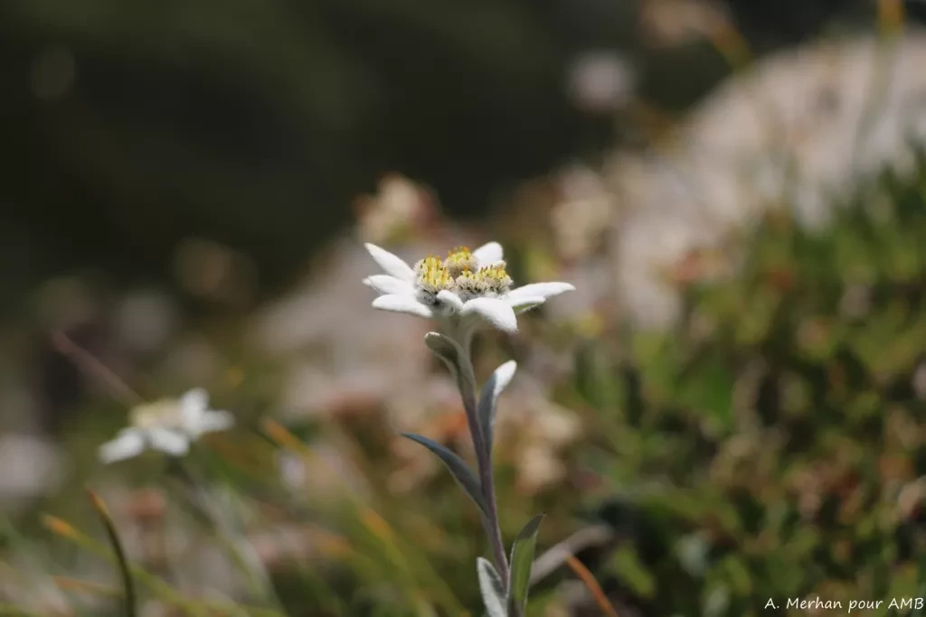 media-libraryqpubkrj2rf149cM2zBl