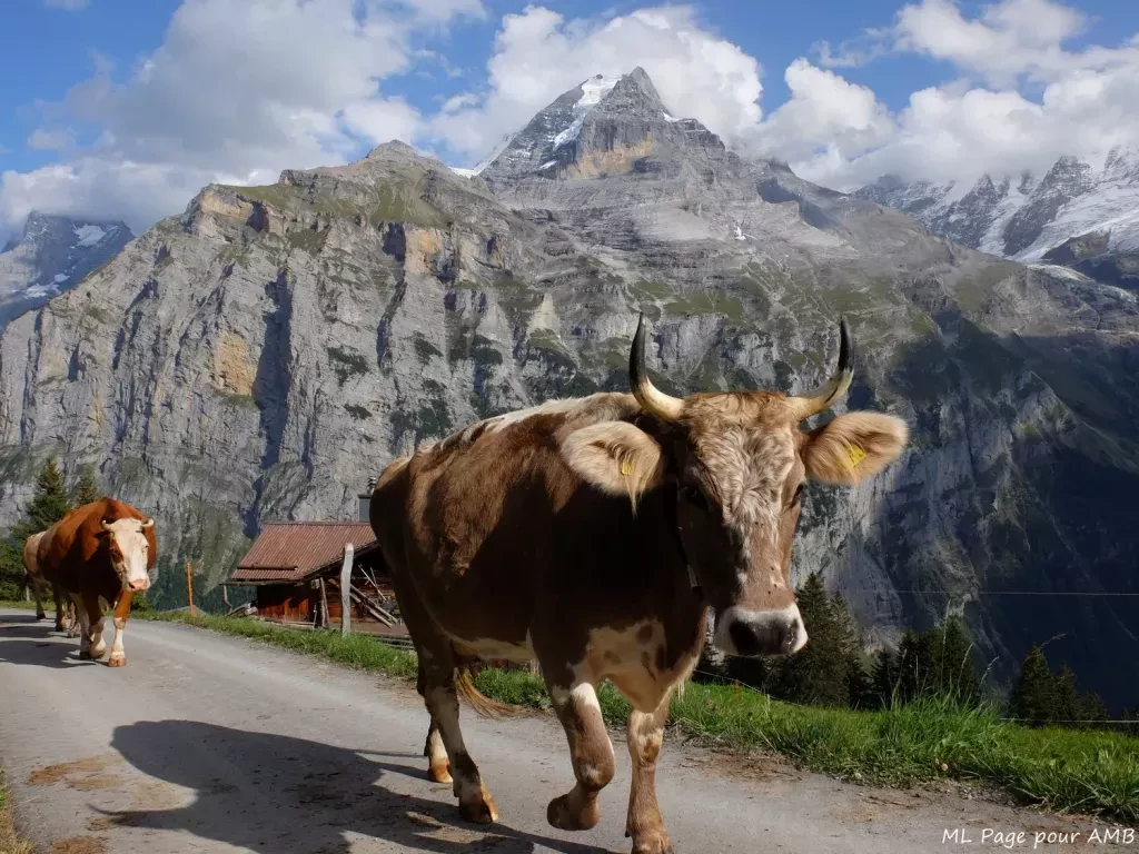 media-library798c6r3ou9jn4IRmBdm