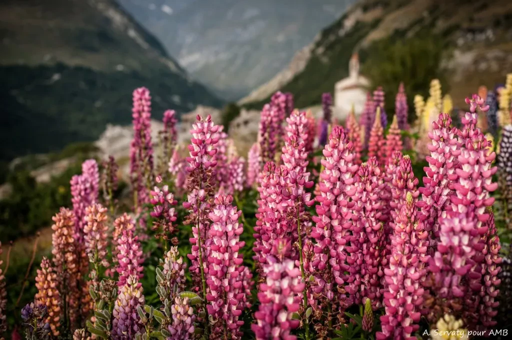 media-libraryea1fkmbtoe097ikHcZl