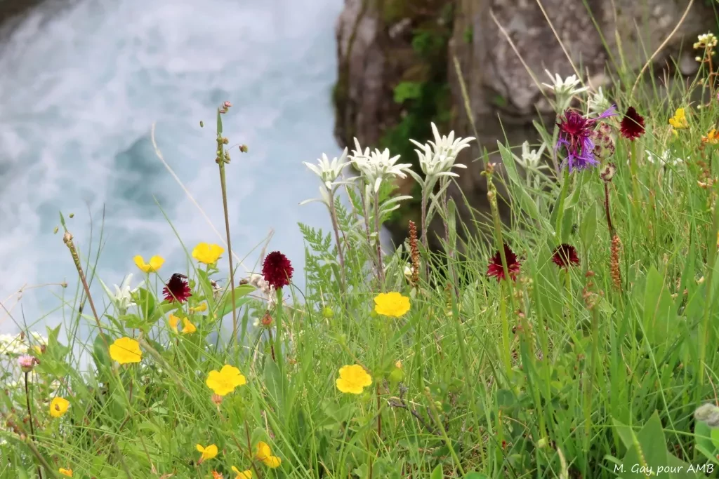 media-librarya004r5qe7o6l7T5Vzen