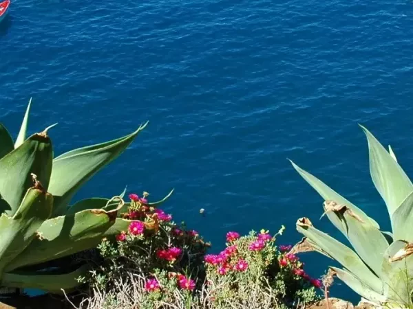 MADÈRE : AUTOTOUR en Liberté