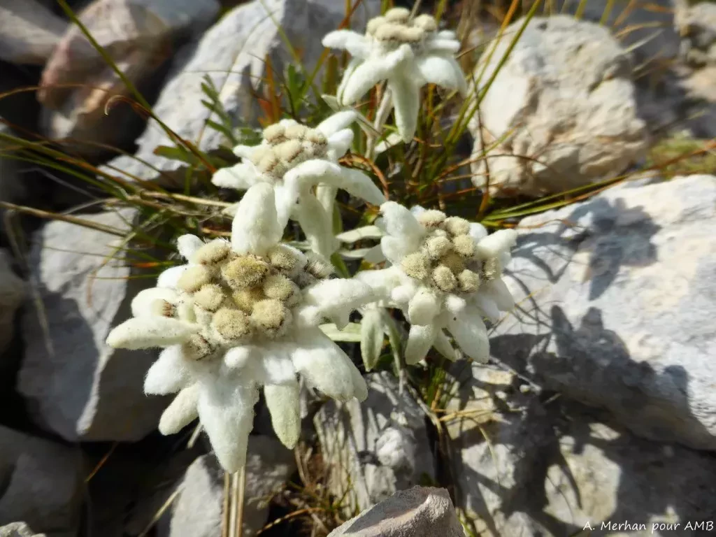 media-library0msvpq9fjefpfi7V58l