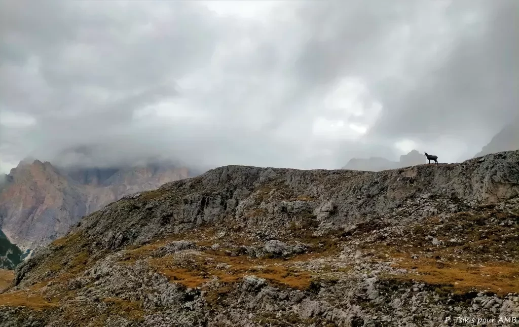 media-librarydf348kpfcgk6aPlDjum