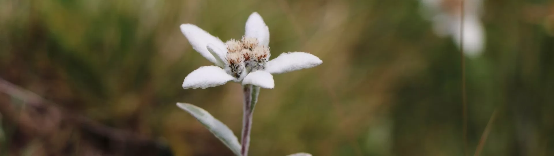 TYROL AUTRICHIEN en autotour en Liberté