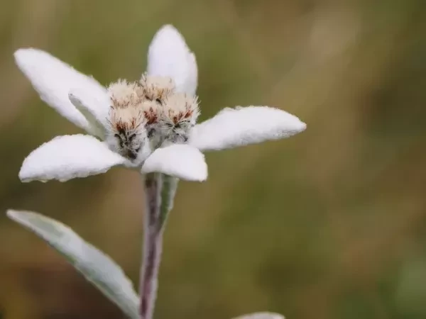 TYROL AUTRICHIEN en autotour en Liberté