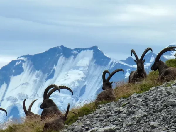 COMBES SECRÈTES DES ARAVIS CONFORT