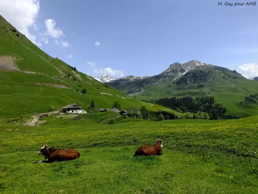 media-librarybb1ahf079g6c60IKGWm