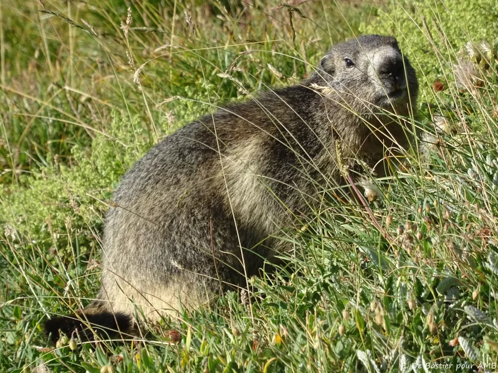 media-libraryl9m5995brckp8zV7c6p