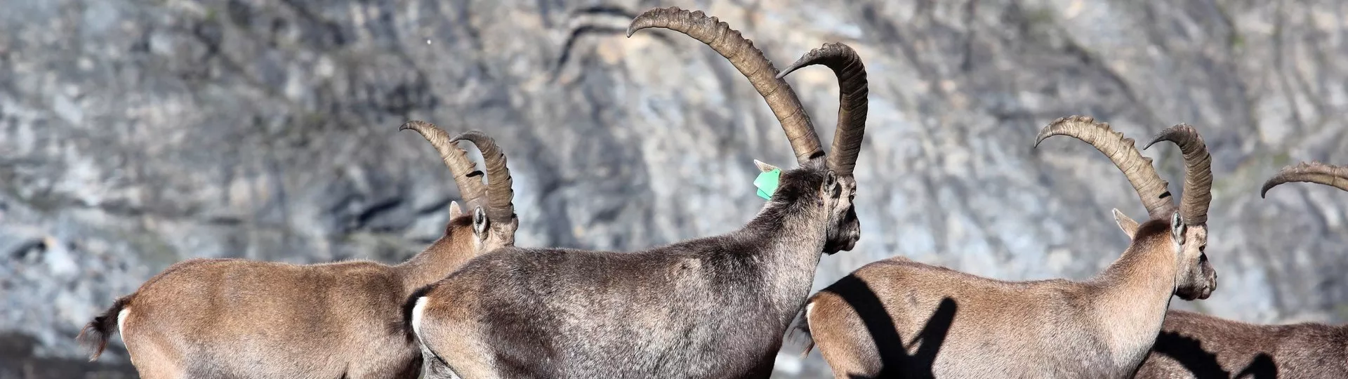 PANORAMA DU GRAND PARADIS Liberté