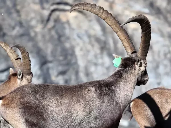 PANORAMA DU GRAND PARADIS Liberté