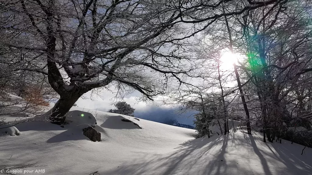 media-library78chflpoprku87rAQon