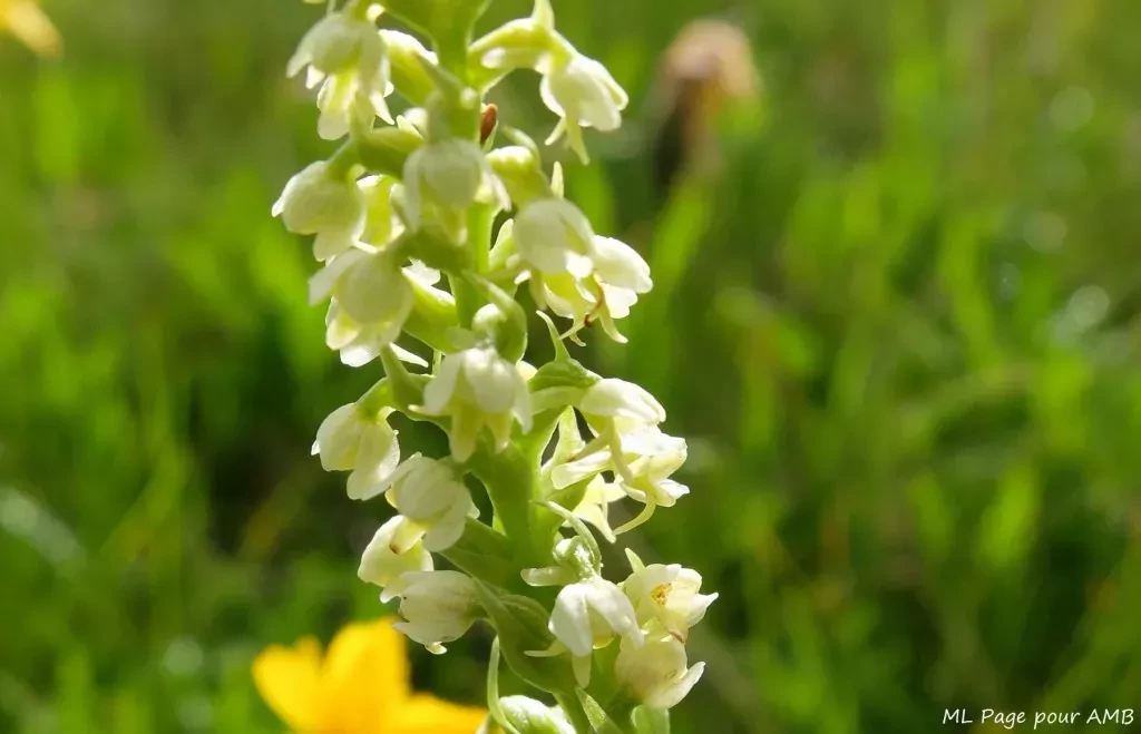 media-libraryivpvqln3mhj85hHJKWo