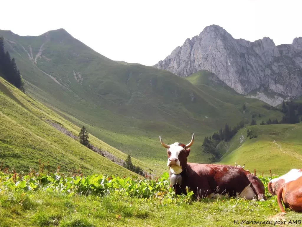 media-libraryfpl7ec8jcl15cAjKhLn