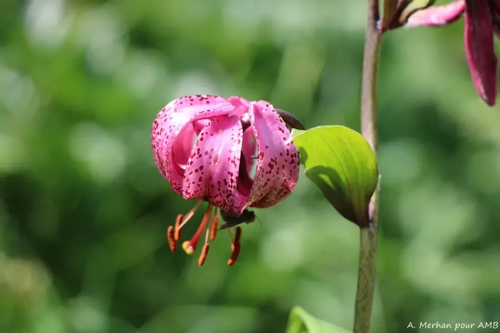 media-library8qii8f69tj2r4Qy2WTm