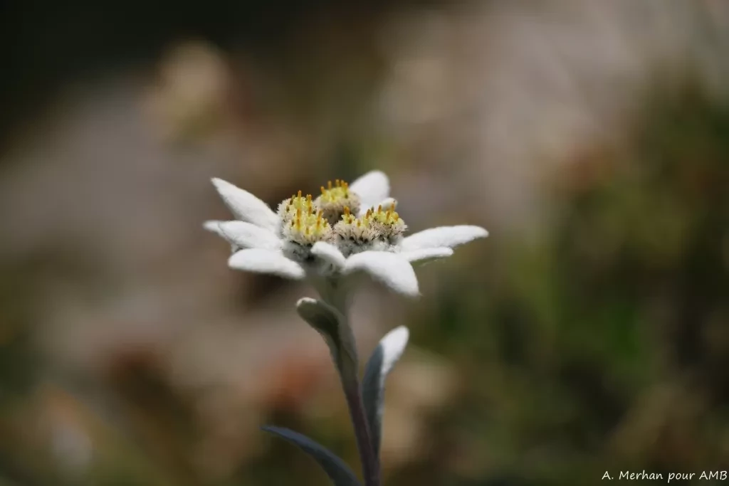 media-libraryjb5lno8sm2ak0QWlOLm