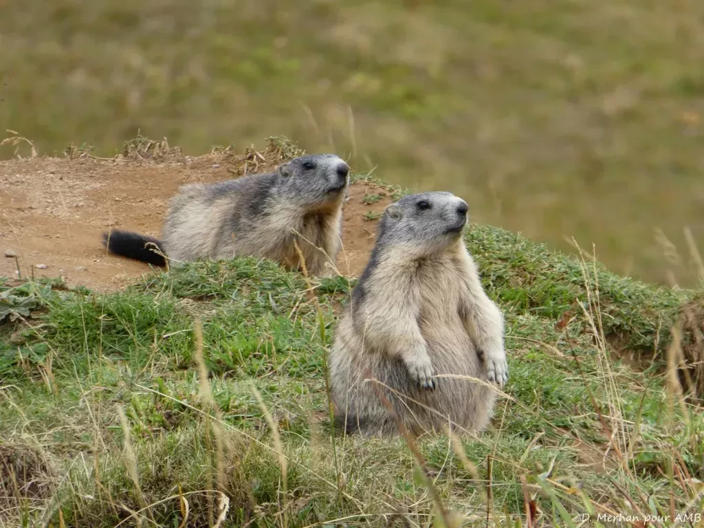 media-libraryte747kfea9qsdD2RAlp