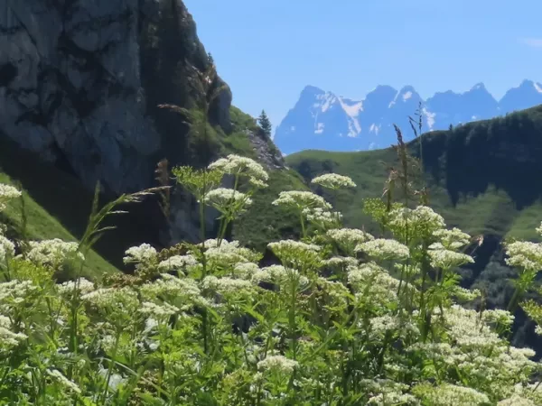 PANORAMA DE MORZINE en Liberté