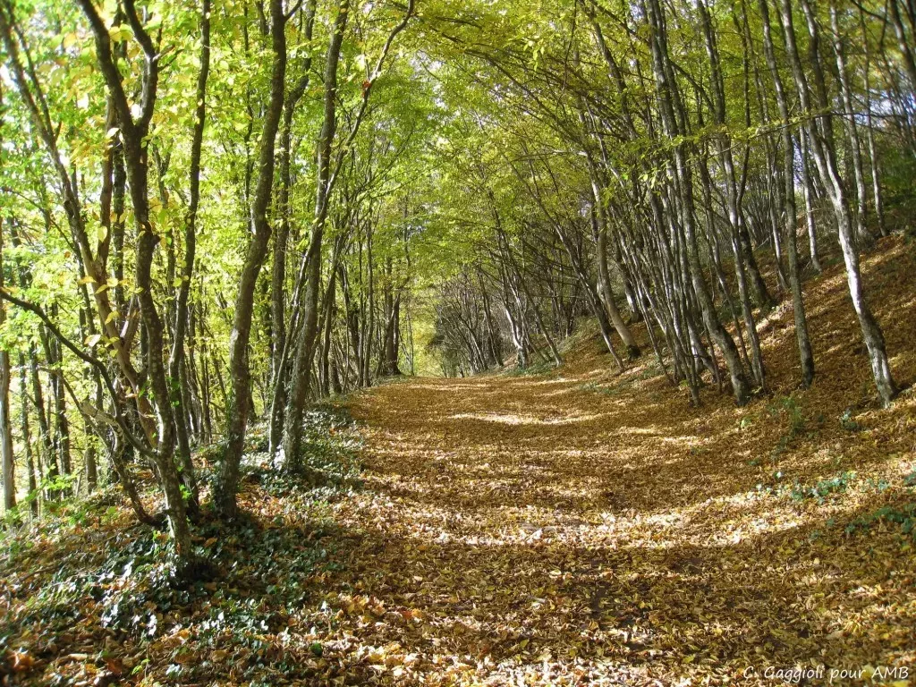 media-libraryu1m6tnshue13fAkeVZA