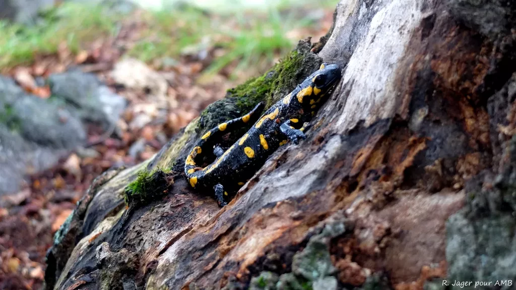 media-library8te2c3qecg8q6kPPJQB