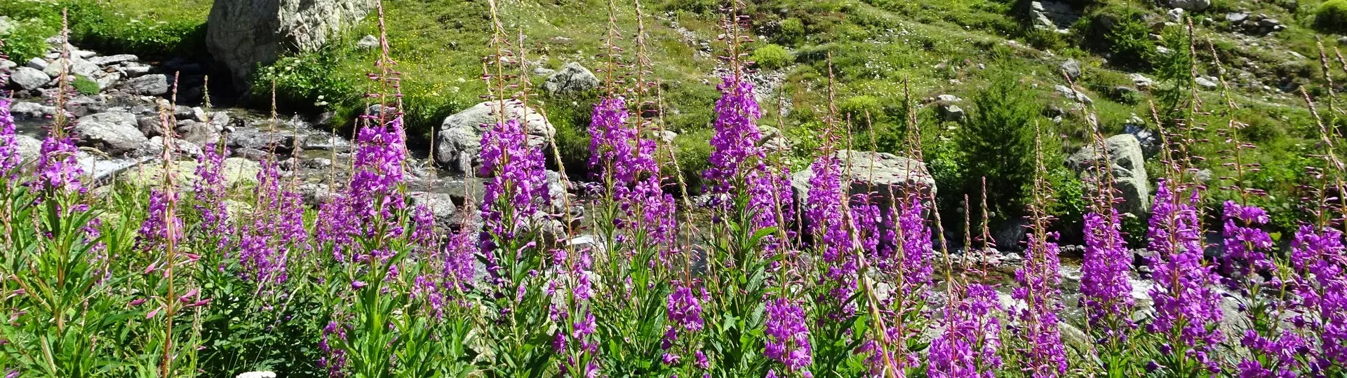 LACS ET REFUGES DU MERCANTOUR en liberté