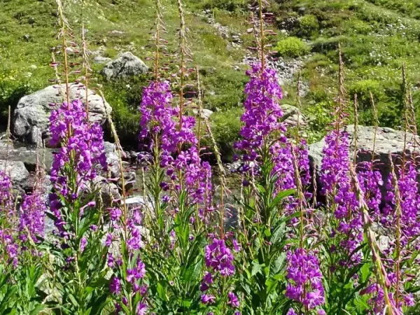 LACS ET REFUGES DU MERCANTOUR en liberté