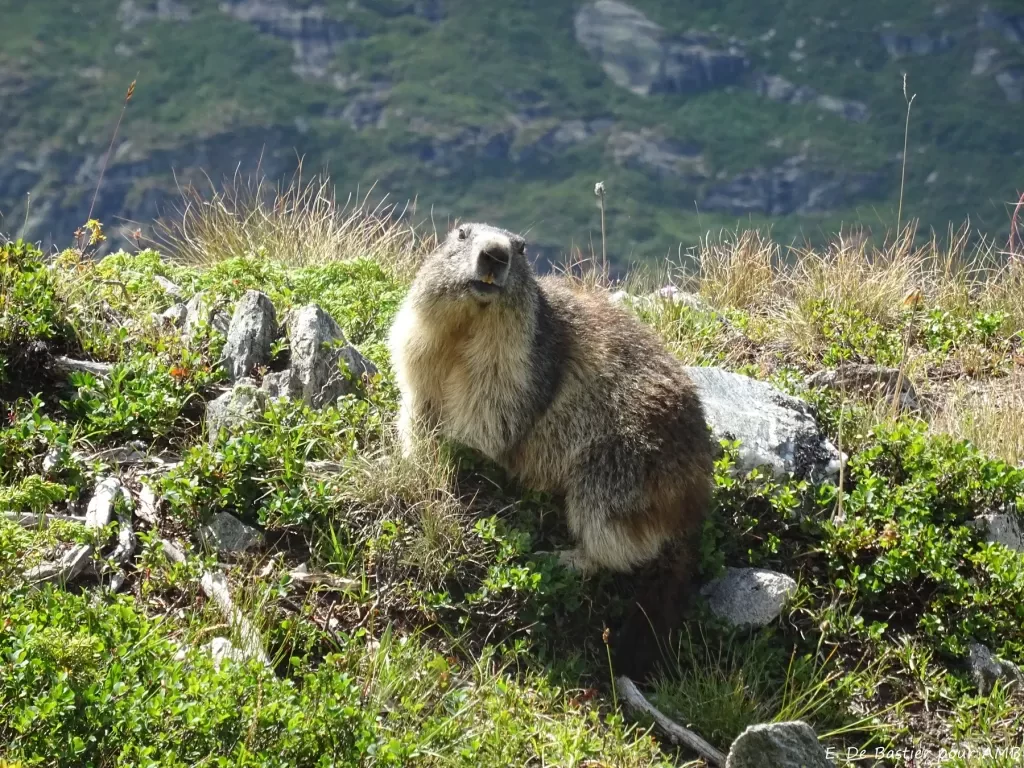 media-libraryc8iddpft432i38hYswB