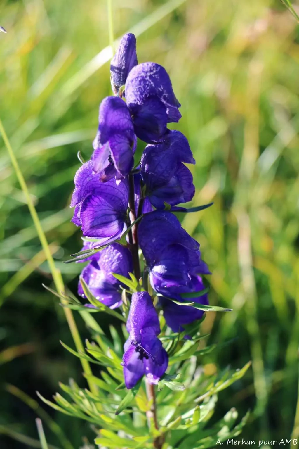 media-libraryb2nopuahvp138zxgThC