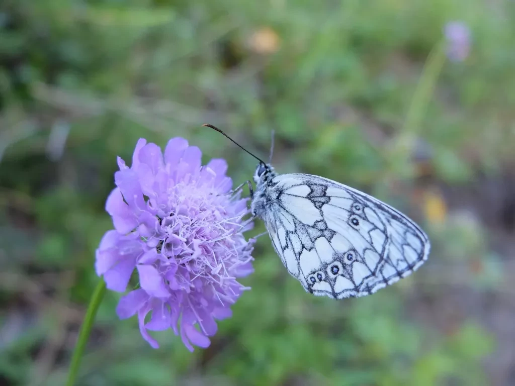 media-libraryic9q2pfe1pokaee2SKz