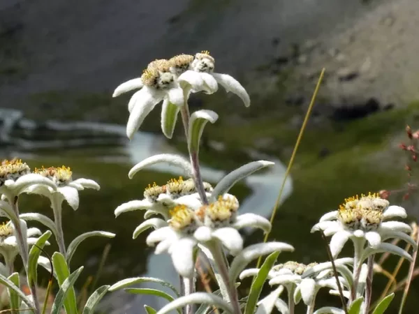 PANORAMA DES ÉCRINS en Liberté