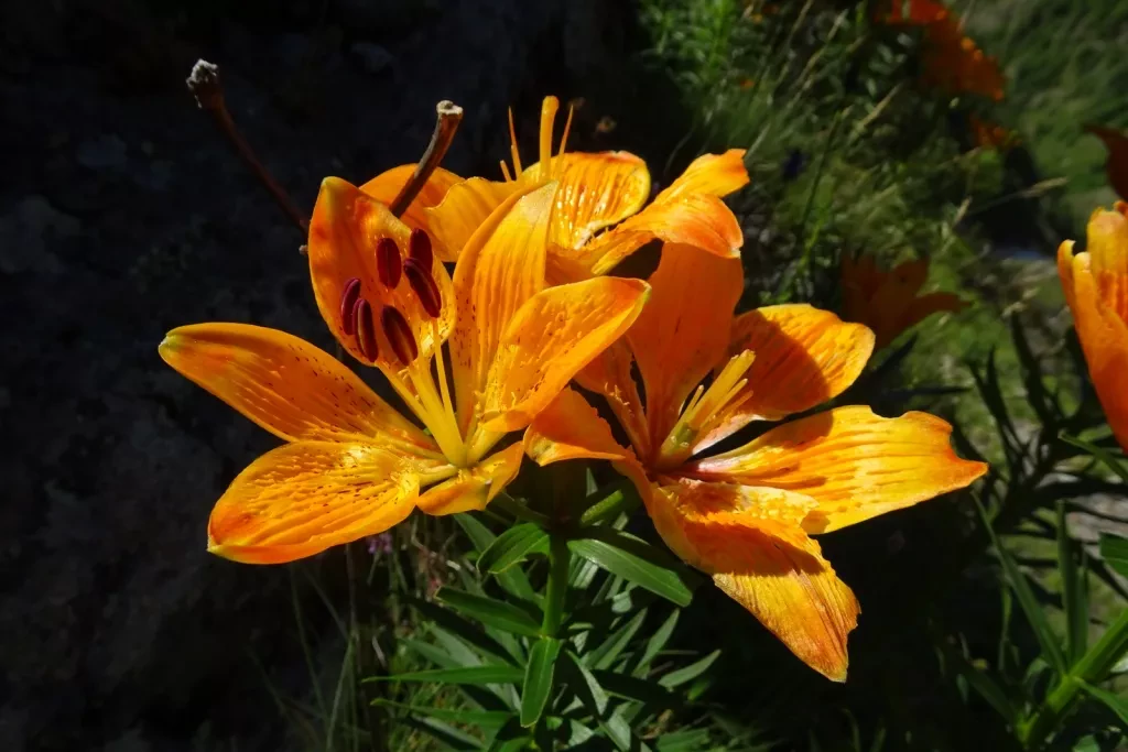 media-libraryn0huerl6q14q3GaI8aA