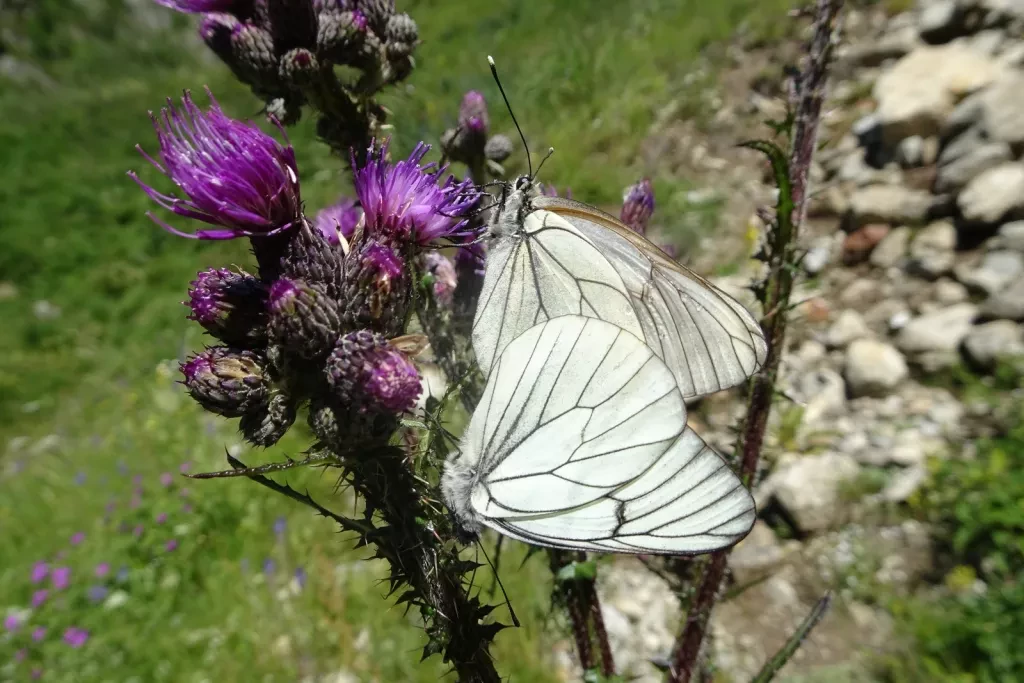 media-librarybe18ur0kr8eh84GgGOA