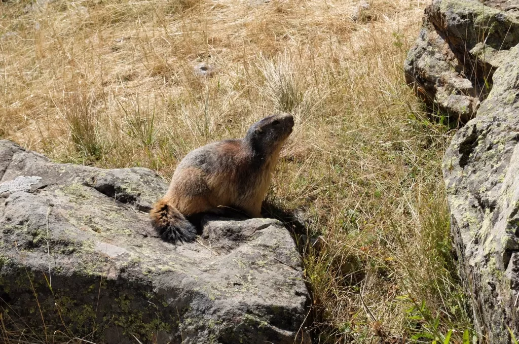 media-librarygjv7k0se4ib54tPmfXC