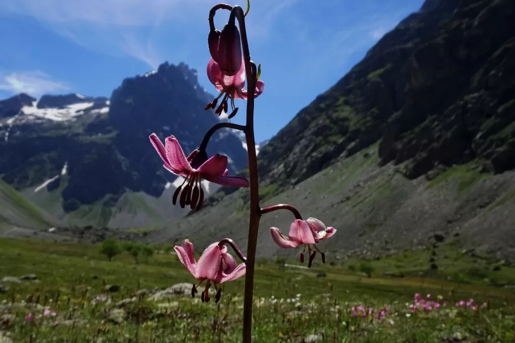 media-libraryjujvi1huhqjv0eYBH1B