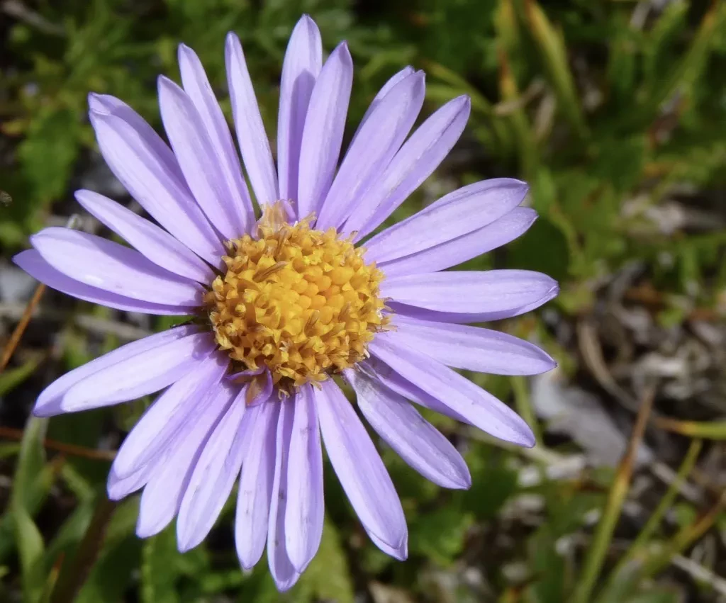 media-libraryu3tt9ll3i2os6JGJjoC