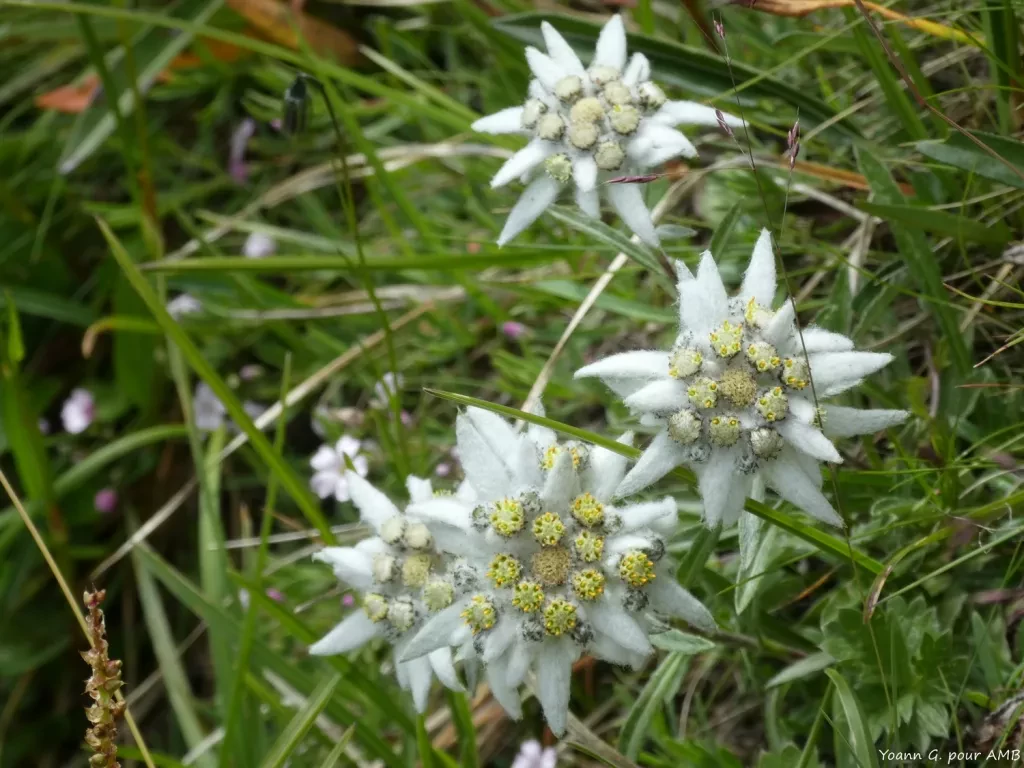 media-libraryssto825iarjsee1FzEC