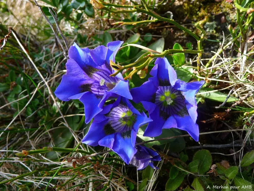 media-library45800k60vvlh9hinPgF