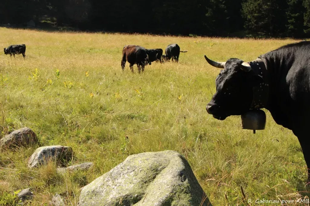 media-librarygcorqosim7776yE87hF