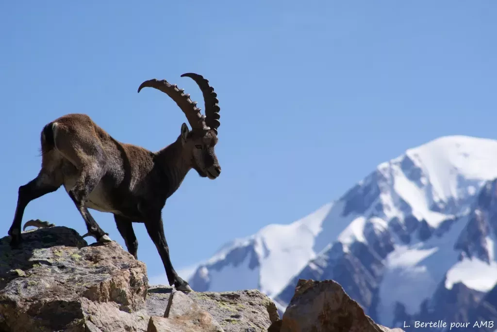 media-library6j97qph0ao1k1b1zcOC