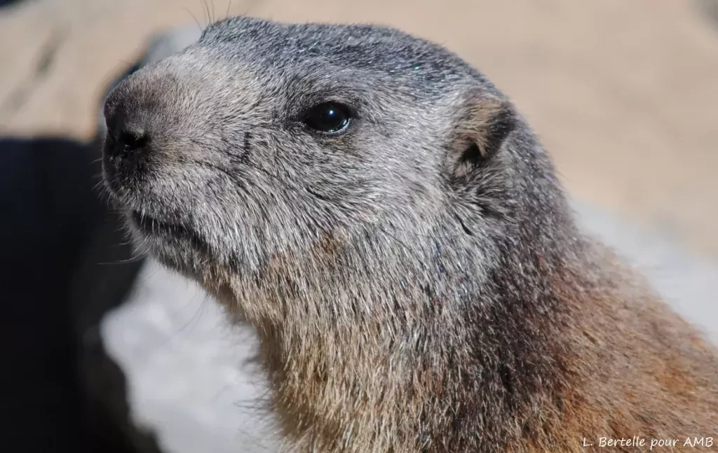 media-library21aba4u85jjv7ebdvqC