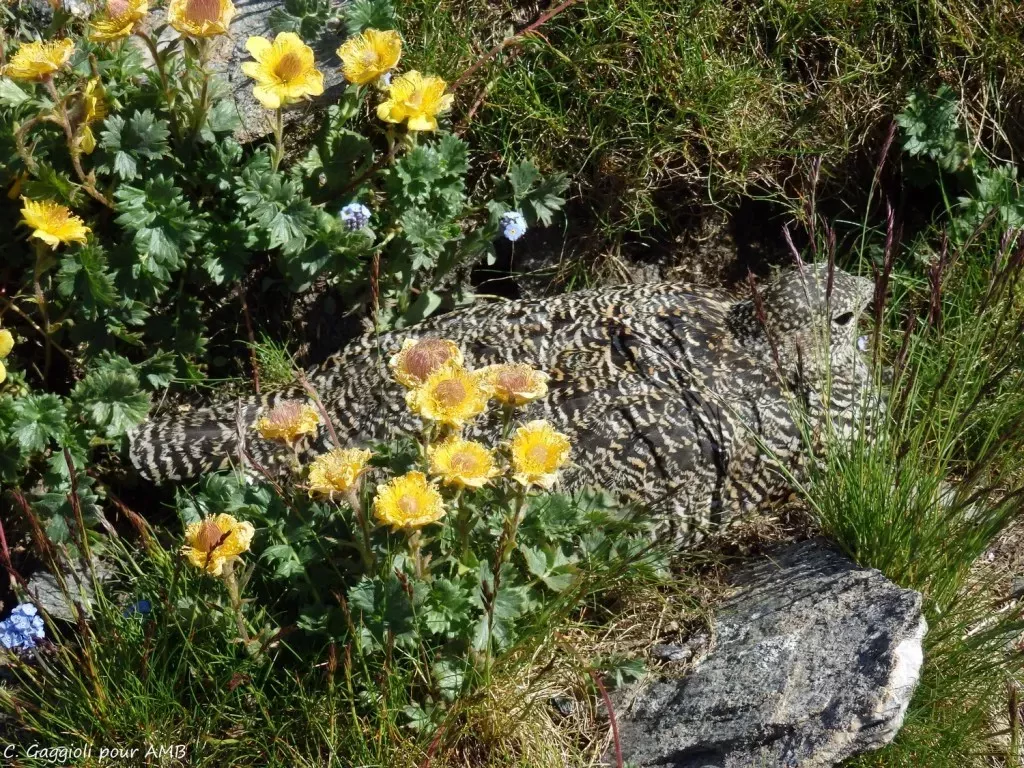 media-libraryqo95e19r5dtp6yqGLOB