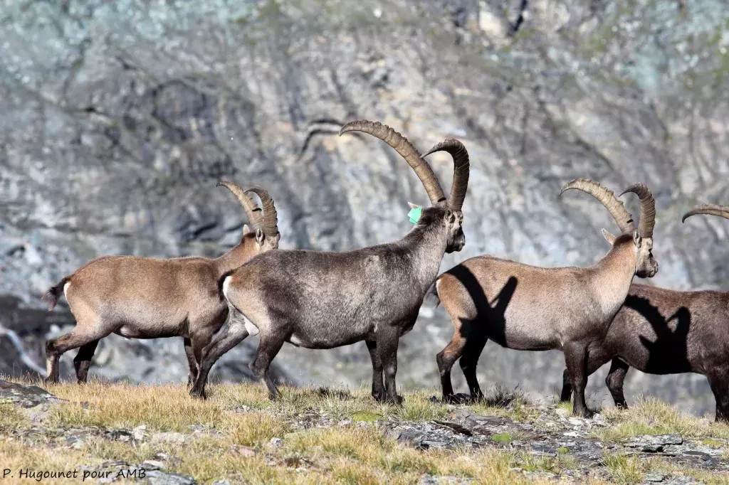 media-librarybosdtb001rc11DOYTbD