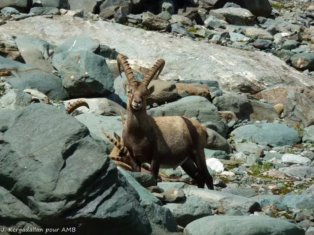 media-libraryue2e17rclko25kjmkAC