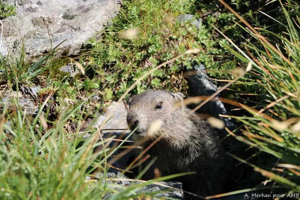 media-libraryvp1lcmosa8upcMdDPWF