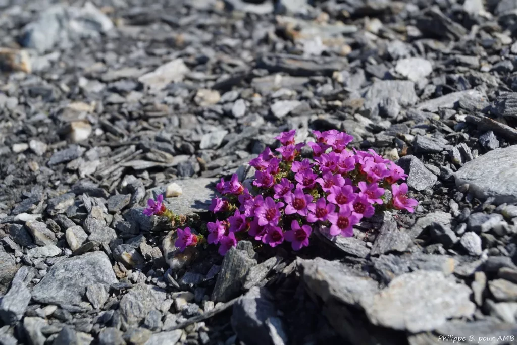 media-librarya85jka31fc177ofrcxD