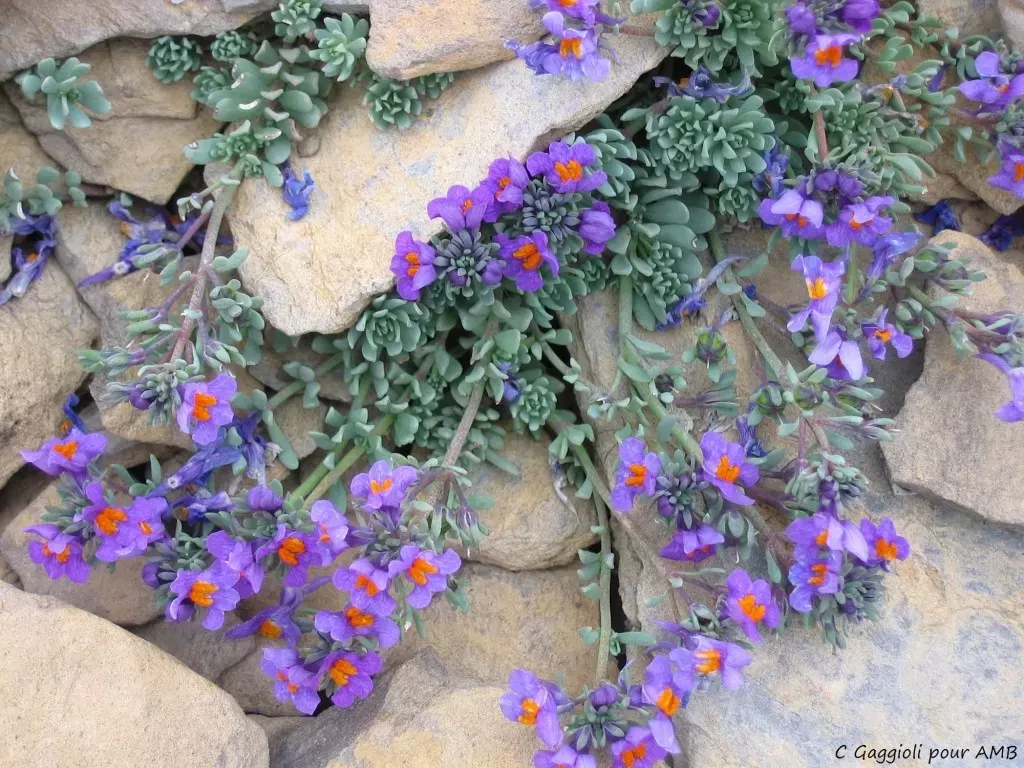 media-library3t7f39u9tsjt4YsybeE